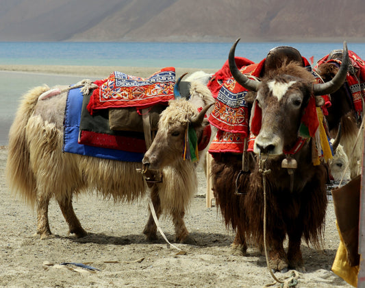 The Spiritual Meaning of Yak Bone in Tibetan Mala