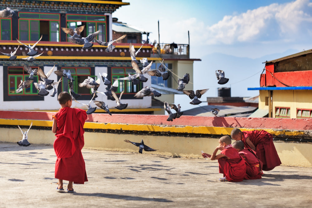 Monks in red robes interacting with birds in a colorful architectural setting